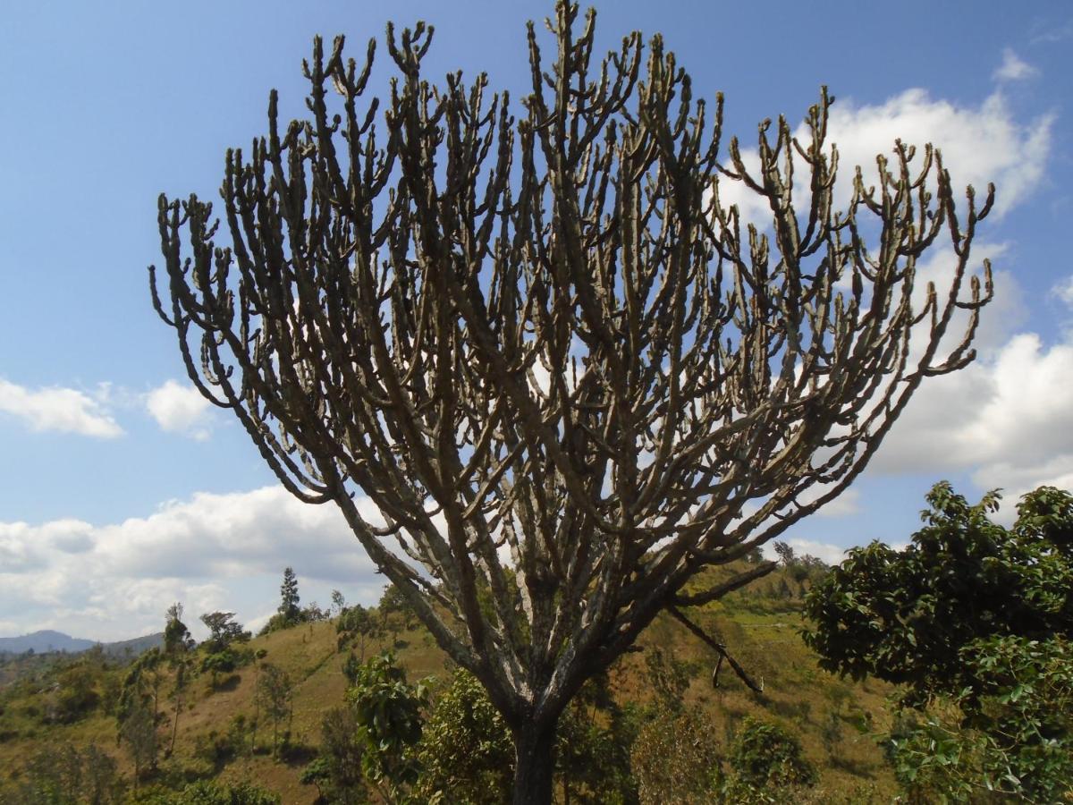 Themi Valley Eco And Cultural Tourism Homestay Arusha Extérieur photo