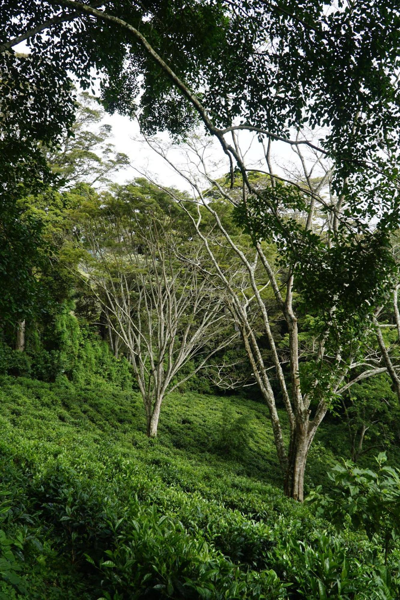 Themi Valley Eco And Cultural Tourism Homestay Arusha Extérieur photo